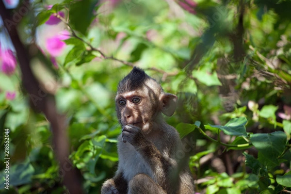 Fototapeta 可愛いサル