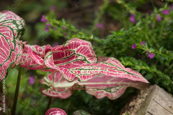 Fototapeta Close up of Red Mix Green Mix White of Caladium