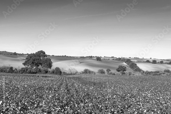 Fototapeta Cotton field in mysterious light