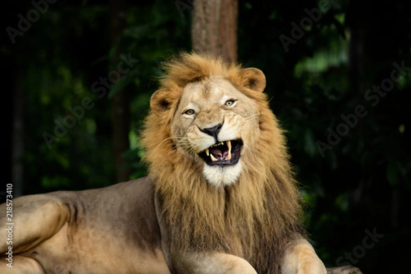 Obraz aggressive male lion
