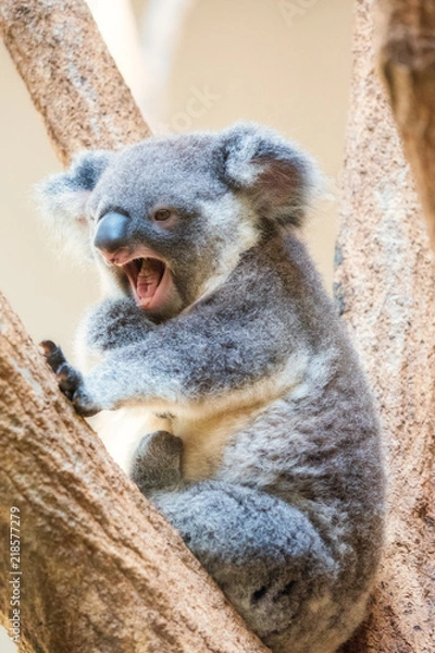 Obraz 口を開けるコアラ
