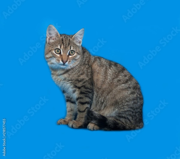 Fototapeta Tabby kitten sitting on blue