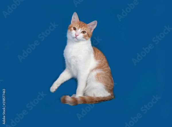 Fototapeta Red and white kitten sitting on blue