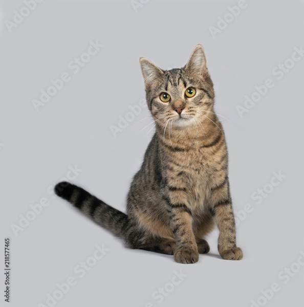 Fototapeta Tabby kitten sitting on gray