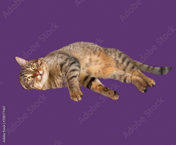 Fototapeta Tabby cat lying on purple
