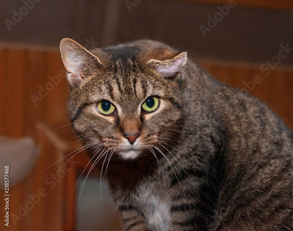 Fototapeta Tabby cat sits