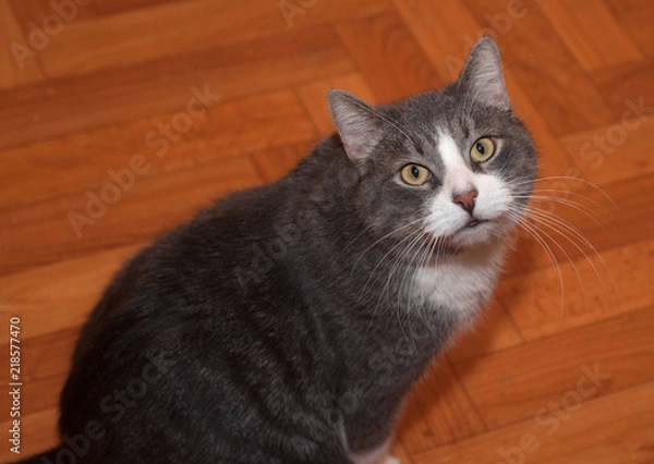 Fototapeta Gray and white cat sitting