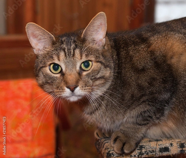 Obraz Striped cat sitting on climbing frame