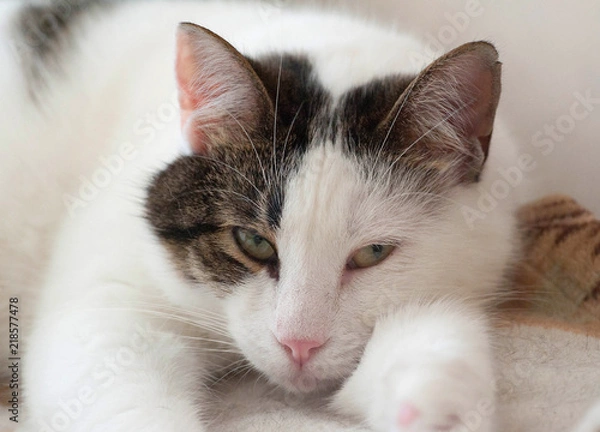 Obraz White and striped cat lying on bed