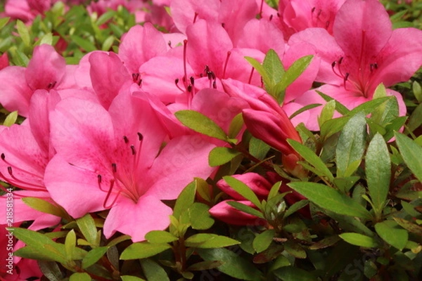 Fototapeta  azalea