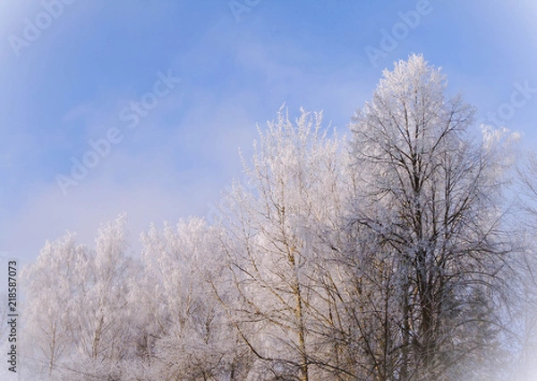 Obraz Hoarfrost