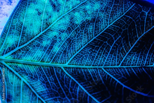 Obraz Colored and textured leaf in neon light