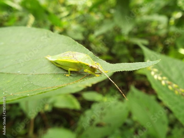 Fototapeta アオマツムシ grasshopper