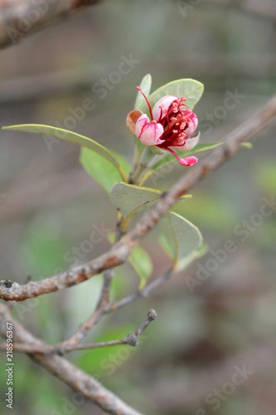 Obraz Pineapple guava