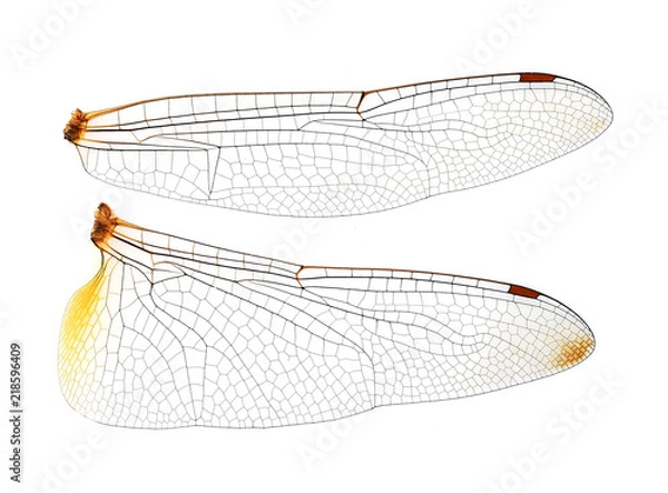 Obraz Dragonfly wings on  white background