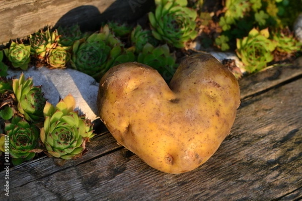 Fototapeta Heart-shaped potato on a wooden board next to white stone and Sempervivum