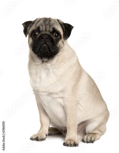 Fototapeta Front view of Young Pug, sitting in front of white background
