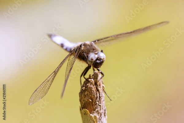 Obraz Libellule déprimée