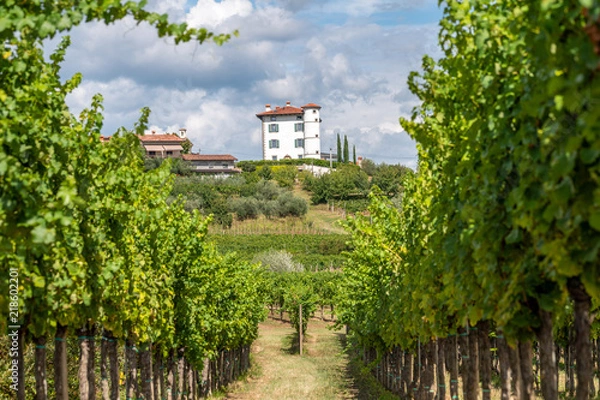 Fototapeta View through rows of vineyards on the Village of Ceglo, also Zegla in famous Slovenian wine growing region of Goriska Brda and orchards, lit by sun and clouds in background
