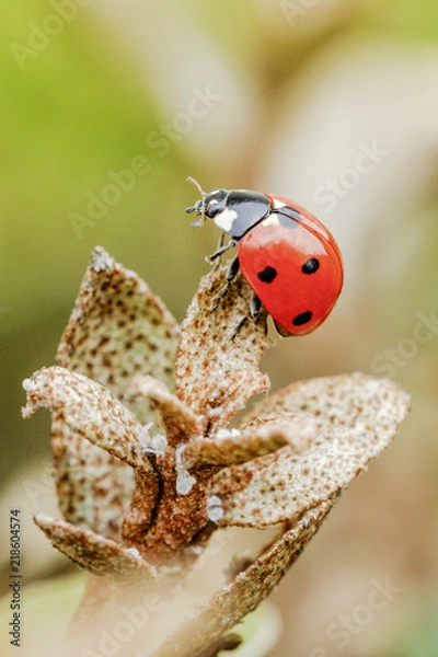 Obraz En equilibre !