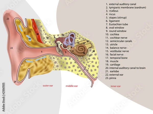 Obraz ear anatomy