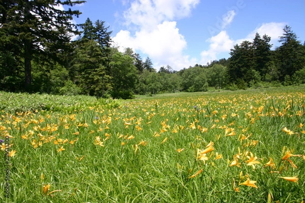 Obraz 大江湿原 ニッコウキスゲ