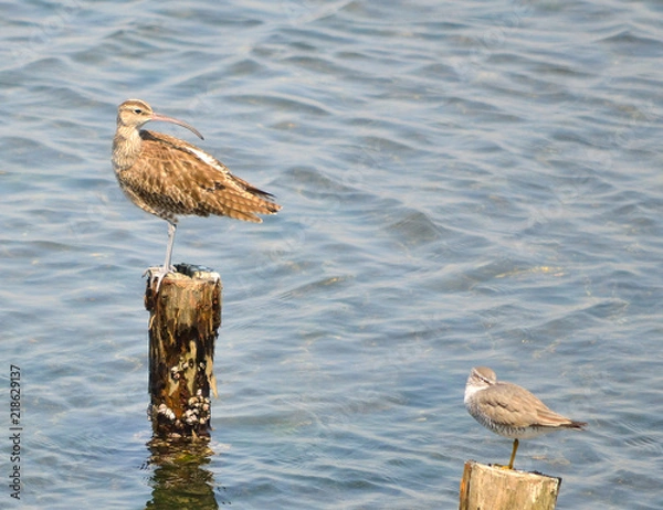 Fototapeta 谷津干潟のチュウシャクシギとキアシシギ（千葉県習志野市）