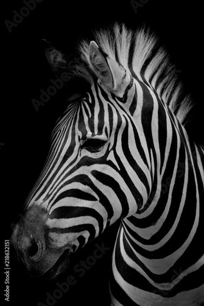 Fototapeta Zebra na ciemnym tle. Obraz czarno-biały