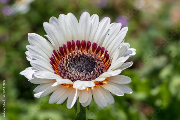 Obraz Fleur au coeur noir