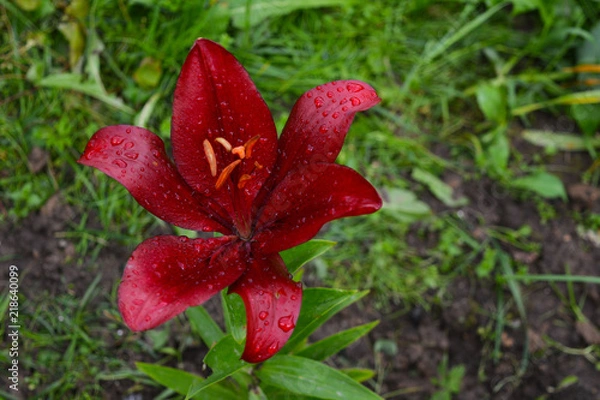 Fototapeta Цветы