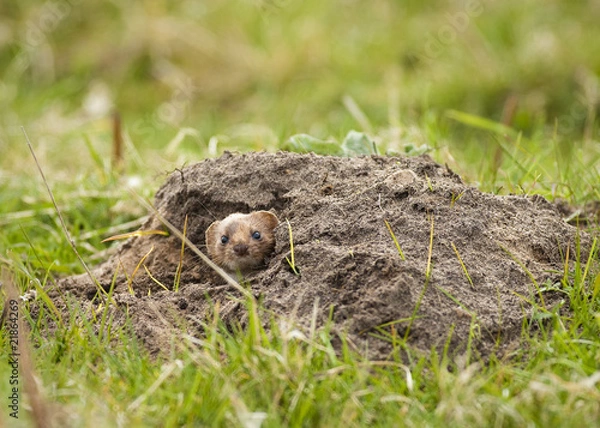Obraz Weasel in Molehill