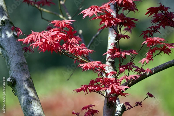 Obraz a maple plant with red leaves (Acer griseum)