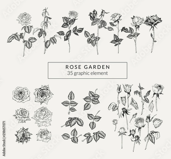 Fototapeta Vintage set of hand drawn roses and plant elements. Retro-styled graphics collection.