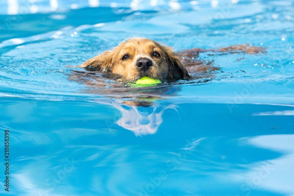 Fototapeta Dog retrieving a toy and playing in pool at splash challenge