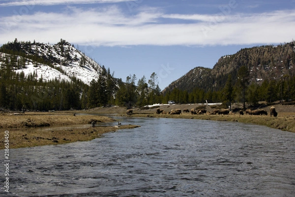 Fototapeta Yellowstone