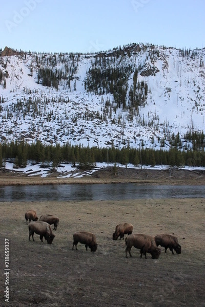 Fototapeta Yellowstone
