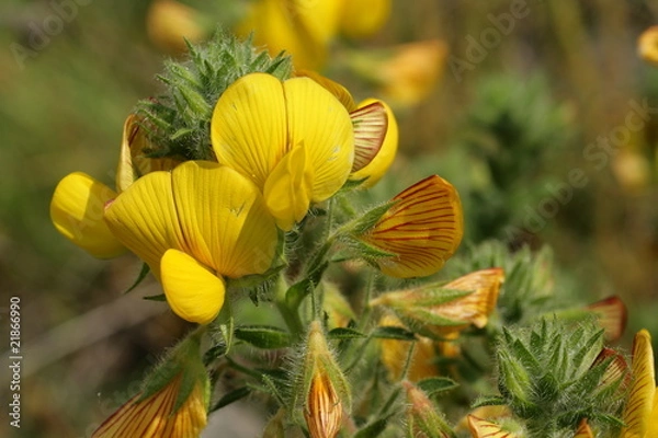 Fototapeta Ononis ou bugrane