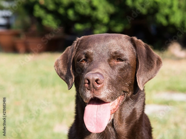 Obraz Brown Labrador Retriever Dog