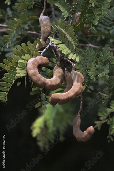 Obraz Tamarindenbaum