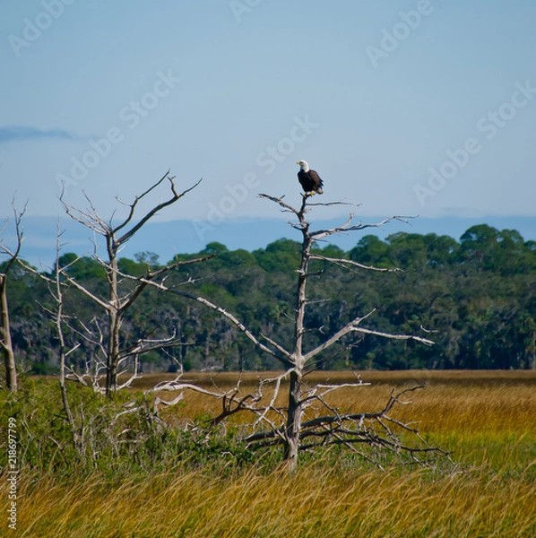 Obraz Bald Eagle