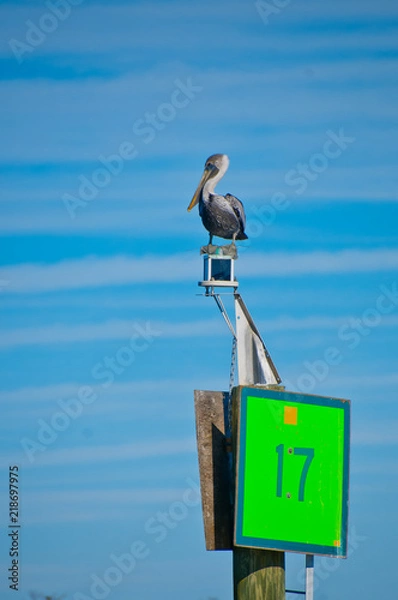 Obraz Pelican on Marker 17