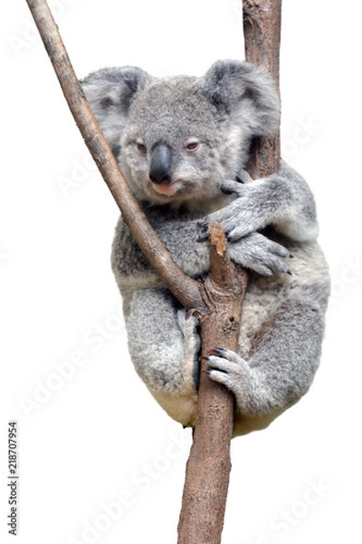 Fototapeta Baby cub Koala na białym tle