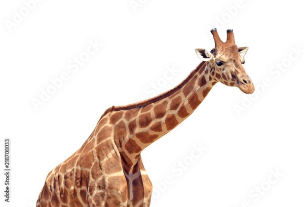 Fototapeta Giraffe isolated on white background