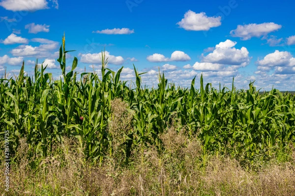 Fototapeta Corn field on bright sunny day against the blue sky

