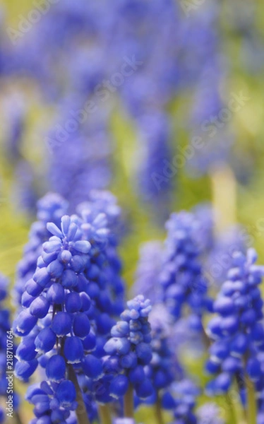 Obraz 春　花　素材