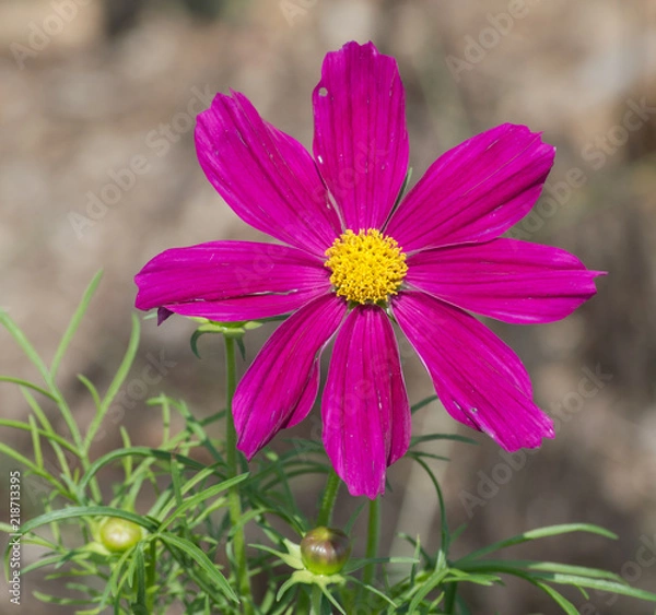Obraz A single bright pink Garden Cosmos flower in bloom with its bright yellow center in full view.