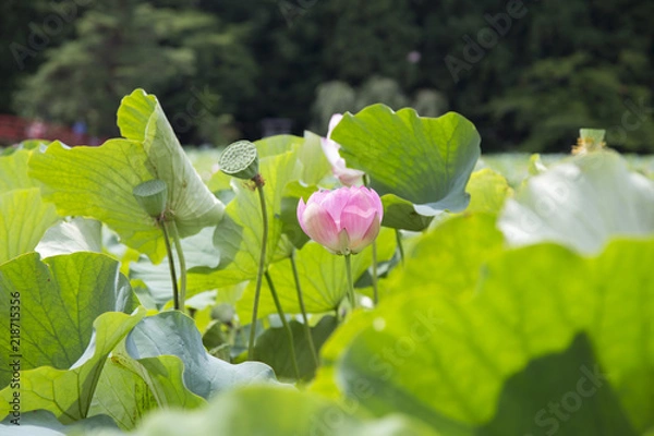 Fototapeta 猿賀公園の蓮の花