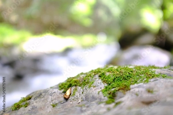 Obraz Green Forest with River