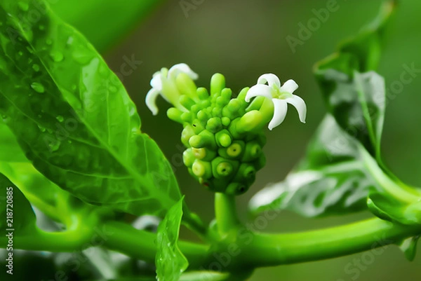 Fototapeta Yo is one of the herbs that can be a component of food.