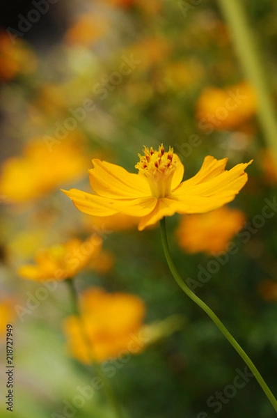 Fototapeta オレンジ色の花　キバナコスモス